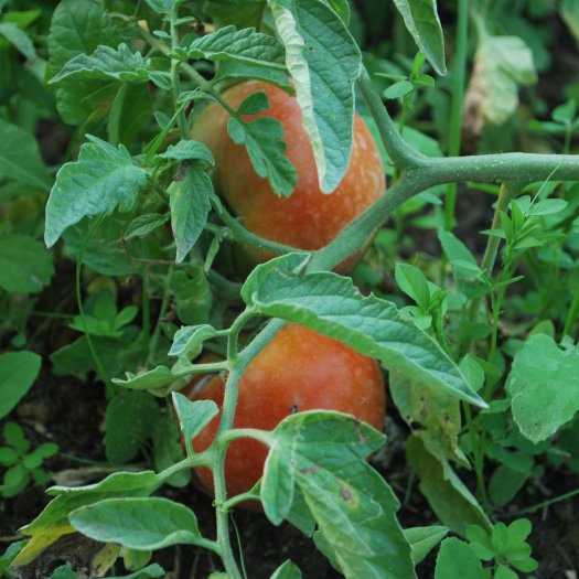 Solanum lycopersicum